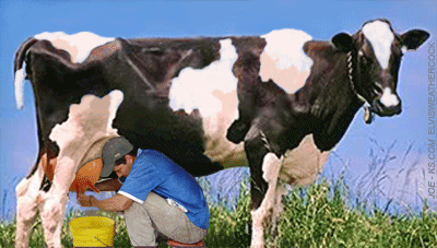 milking-a-cow-J1.gif