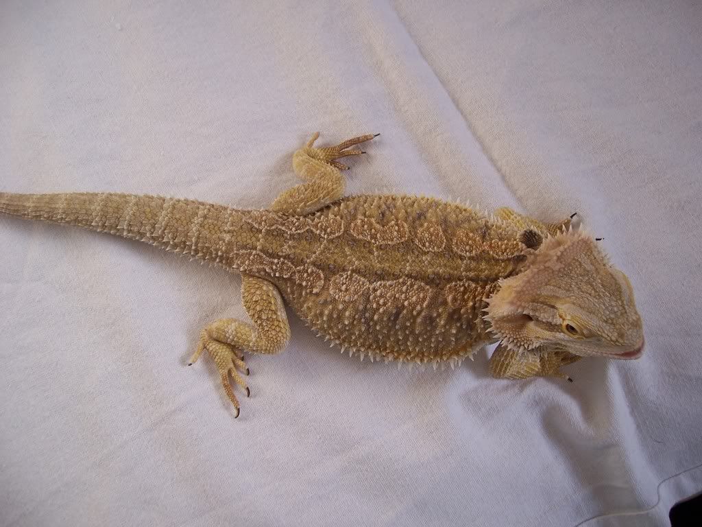 Bearded dragons weight - Reptile Forums