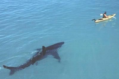 shark under canoe