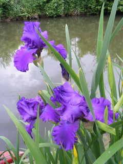 iris Pictures, Images and Photos