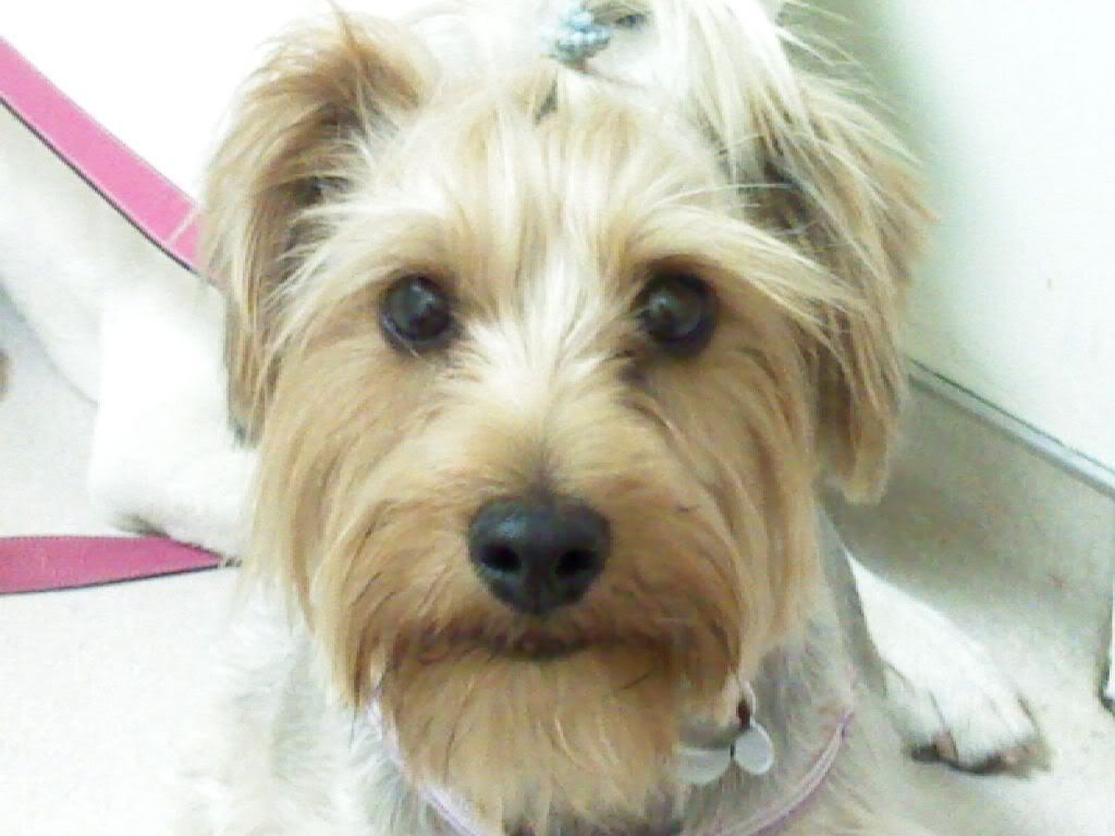 IMAGE: http://i259.photobucket.com/albums/hh285/phonedrn8/Misty/img135.jpg