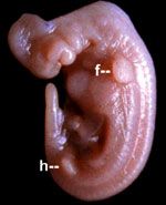 embryo1_zps3388f1aa.jpg