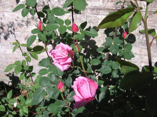 macchinettacanon116.jpg