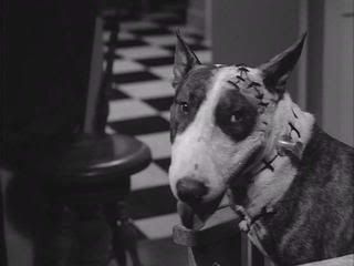 A little bull terrier in black in white with stitches around his ear and bolts on his neck