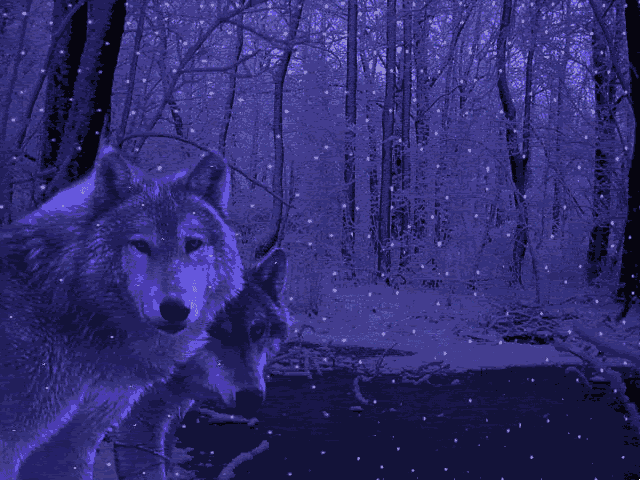 winter wolves Pictures, Images and Photos