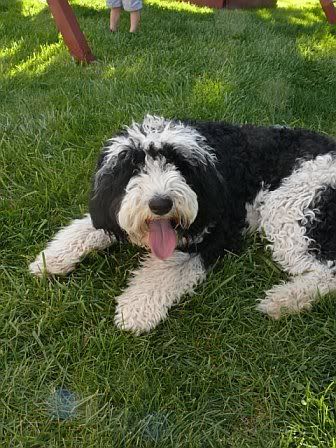 bella9mos3jpg Bella a Sheepadoodle all grown up