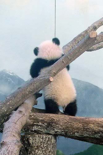 awww cute panda Pictures, Images and Photos