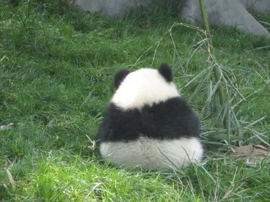 lonely panda Pictures, Images and Photos