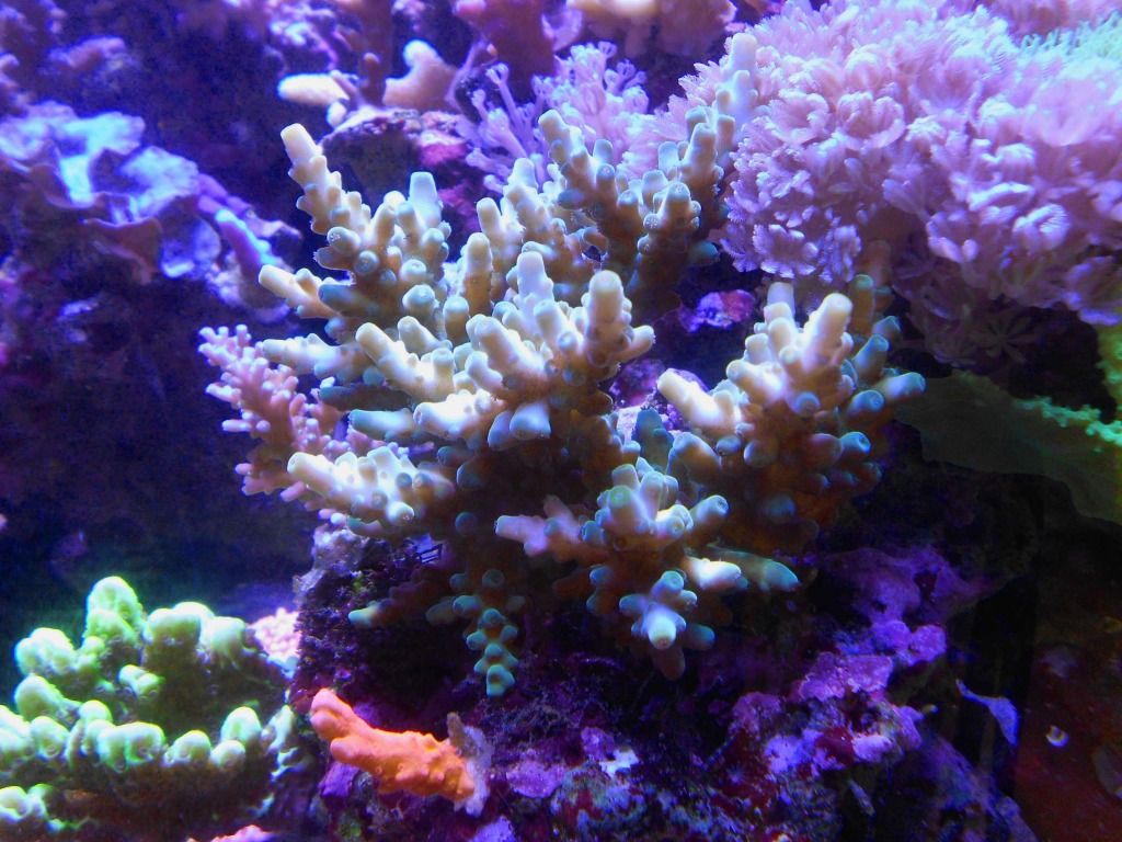 Acropora Awi