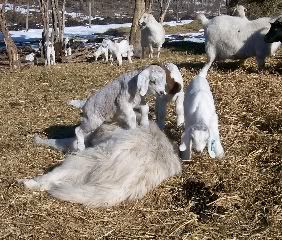 2008 Kid Pics - Cute lil gaffers! - Goats