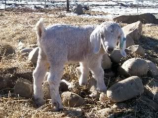 2008 Kid Pics - Cute lil gaffers! - Goats