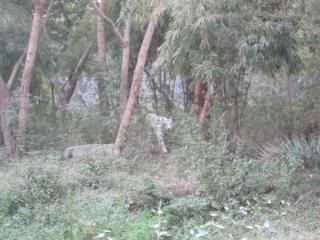 Pune,India,Pune Zoo