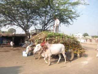 Pune,India,Countryside