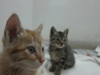 Nashik,GIP India,Cats