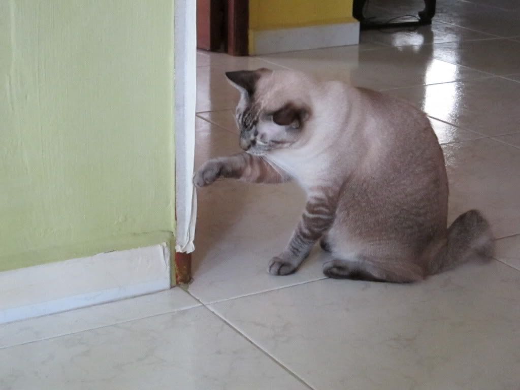 Coco
