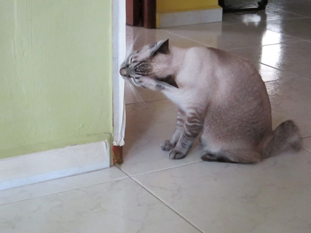 Coco