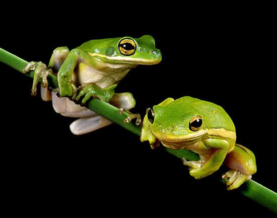 frogs Pictures, Images and Photos
