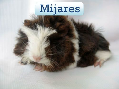 long haired guinea pig pictures