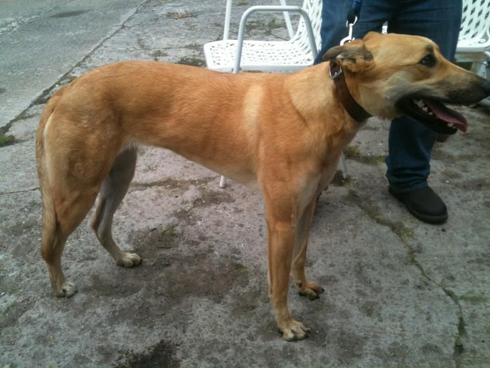 collie3_zpsfc180cbd.jpg