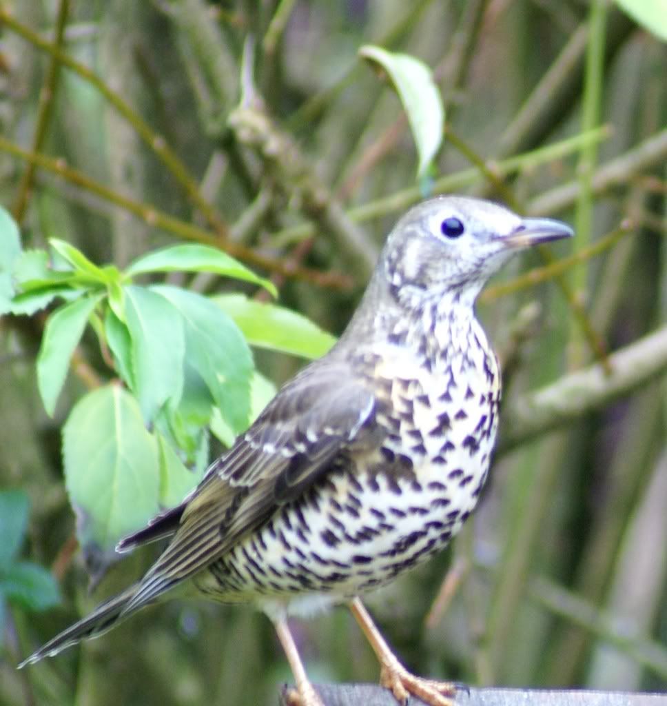 thrush.jpg