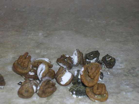 Poops...what do they REALLY mean - Page 3 - Pigeon-Talk