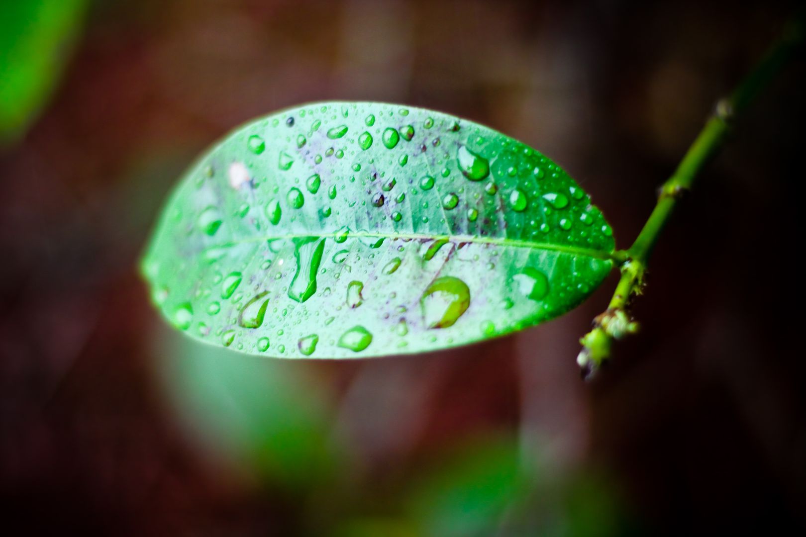  photo 10 rain on a leaf_zpswto3y47m.jpg
