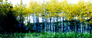 Screenshot2010-03-08at101539AM.png picture by mamanzardo