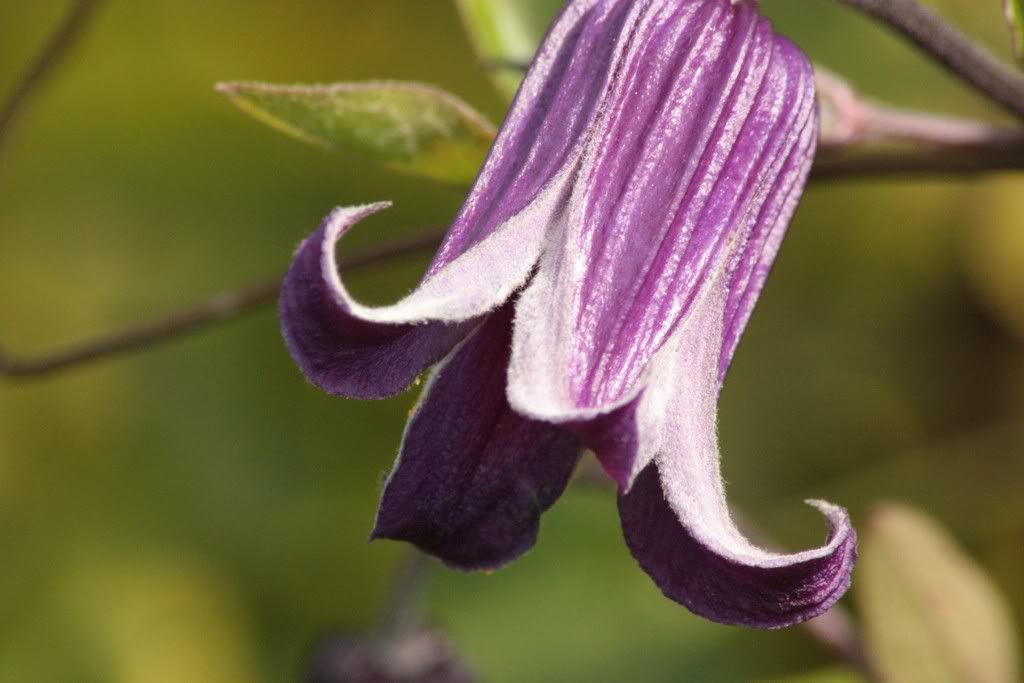 august220808001DesktopResolution.jpg clematis Roogoochi picture by veronicamiracle