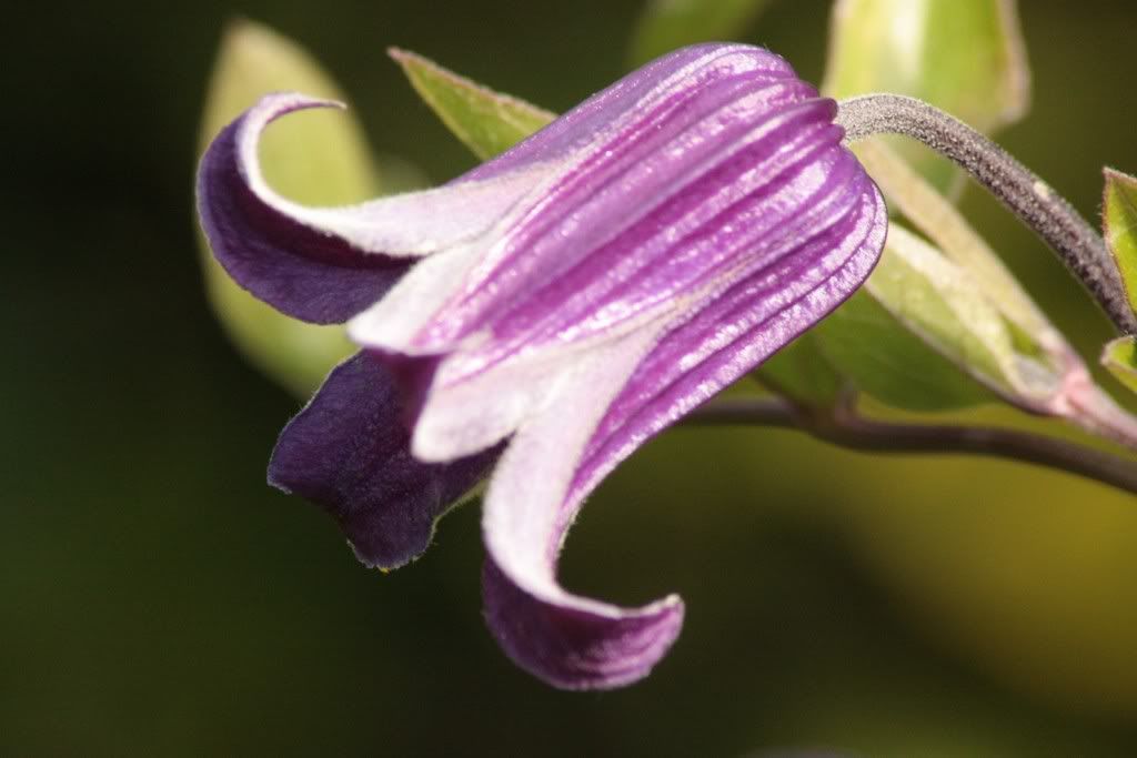 august220808002DesktopResolution.jpg clematis Roogoochi picture by veronicamiracle