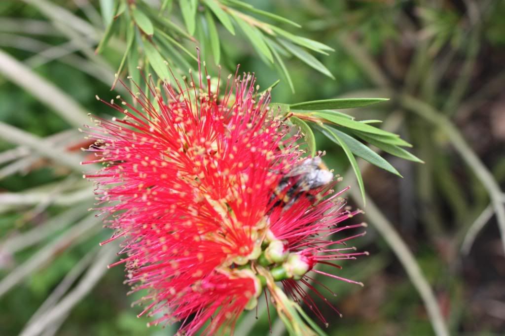 july2008004.jpg bottle brush picture by veronicamiracle