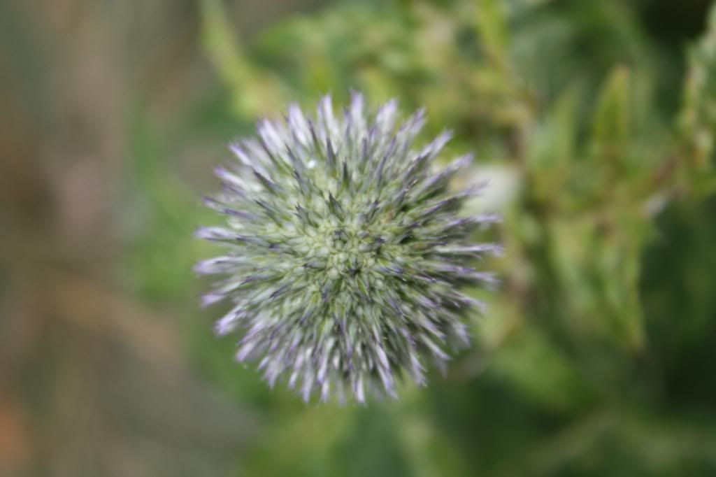 july2008006.jpg globe thistle picture by veronicamiracle