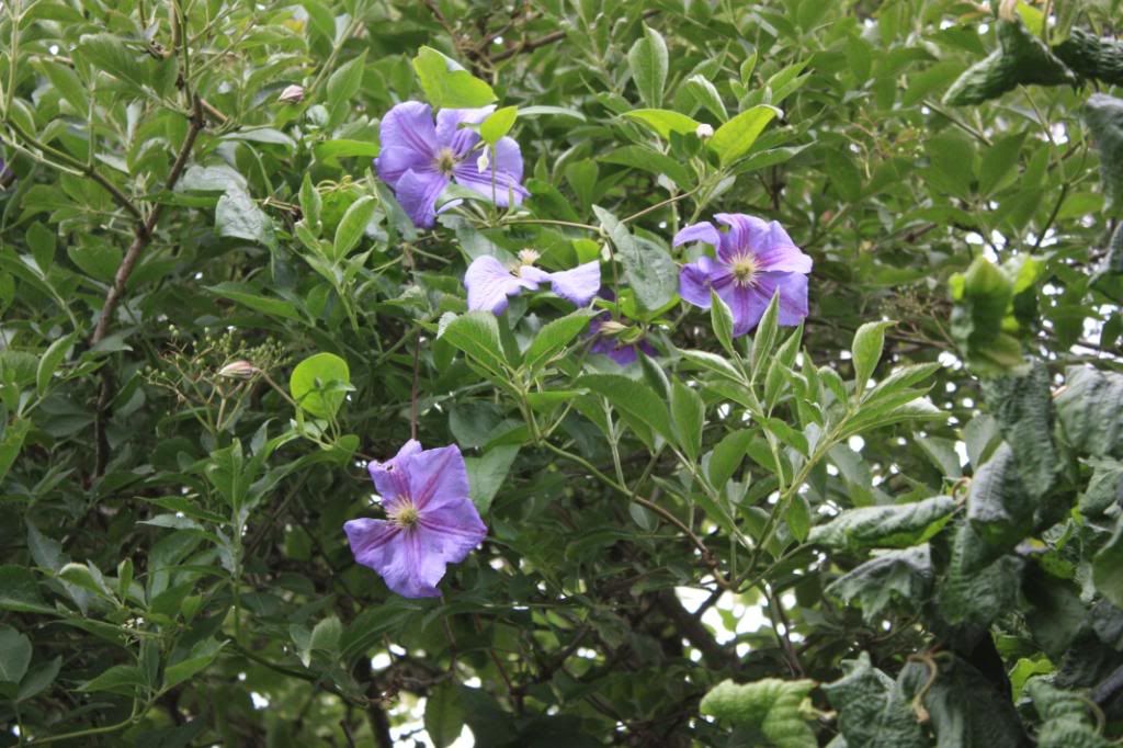 july2008007.jpg clematis pearl d'azure picture by veronicamiracle
