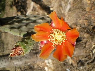Prickly Pear Flower