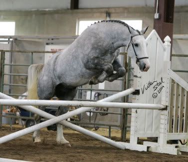 Horse Jumping 4Ft