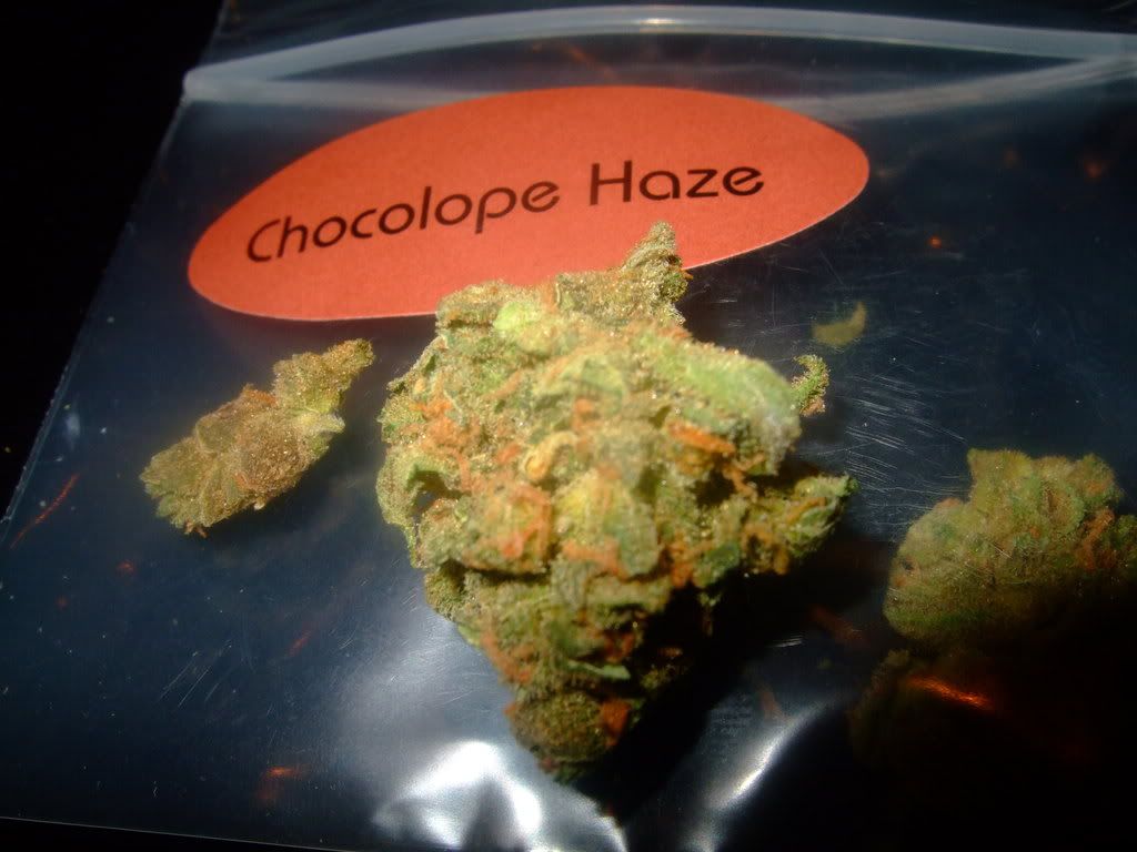 Chocolope Haze