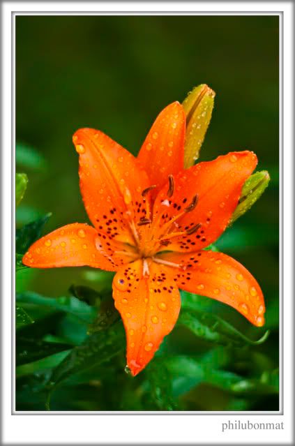 IMAGE: http://i259.photobucket.com/albums/hh300/philubonmat2/IMG_0001copy.jpg