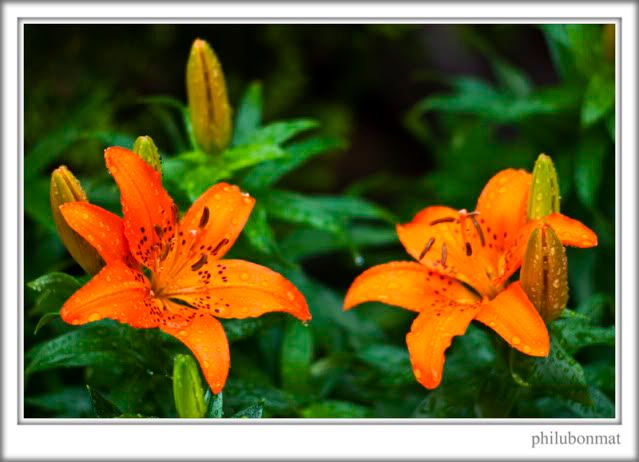 IMAGE: http://i259.photobucket.com/albums/hh300/philubonmat2/IMG_0006re.jpg