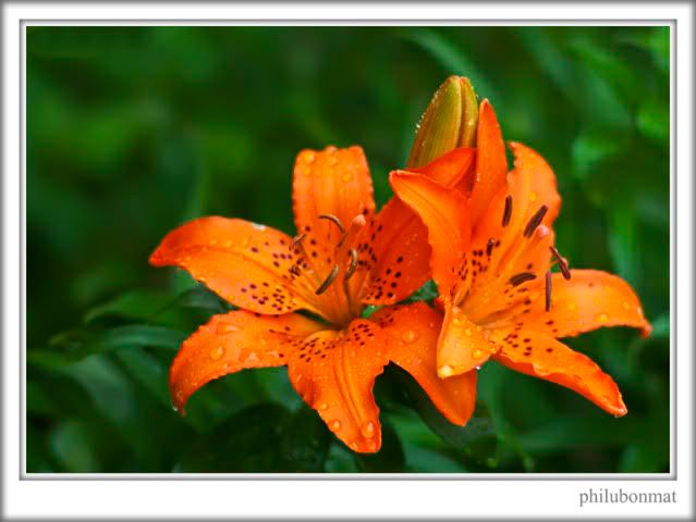 IMAGE: http://i259.photobucket.com/albums/hh300/philubonmat2/IMG_0010re.jpg