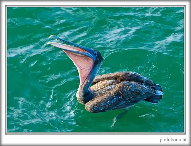 IMAGE: http://i259.photobucket.com/albums/hh300/philubonmat2/Pelican2re.jpg