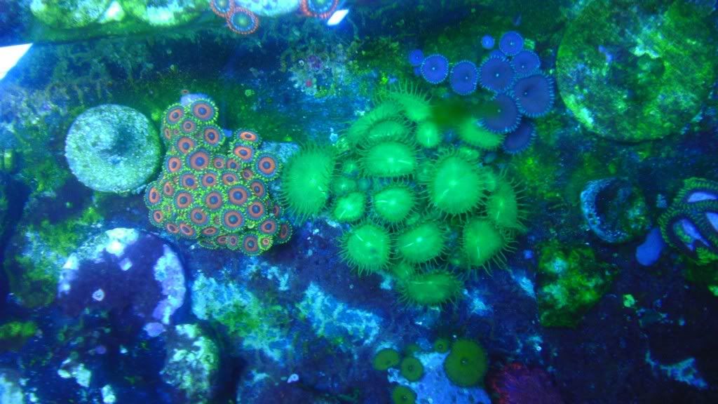 IMAG0123 - some corals for sell
