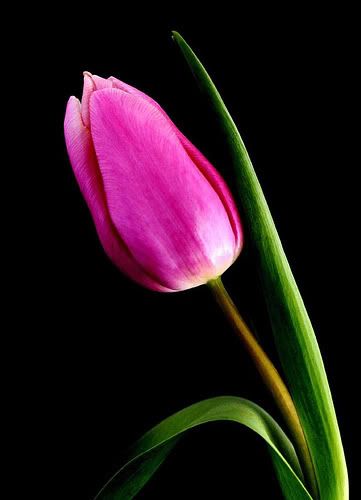tulip Pictures, Images and Photos