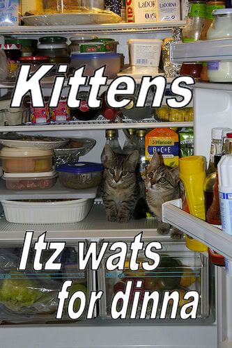 Kittens.jpg