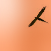 Fawkes