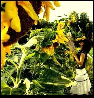 Sunflowers Pictures, Images and Photos
