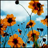 9ph3.png picture by FanGCH