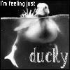thduck.jpg picture by FanGCH