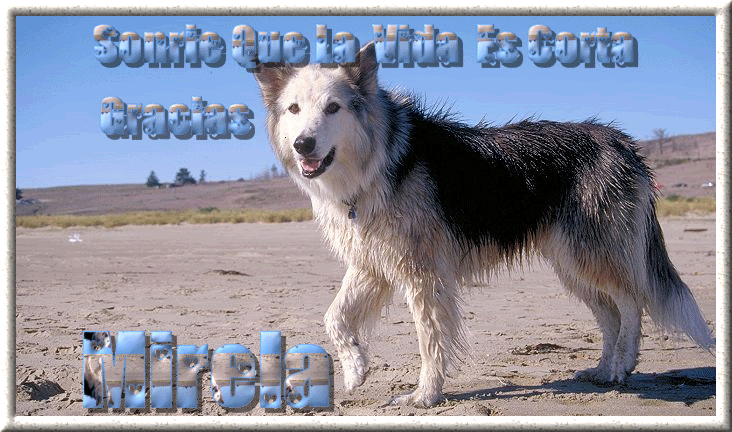 2SONRIEPERROMIRELAsbaidd.gif picture by PAOLAFLORES_31