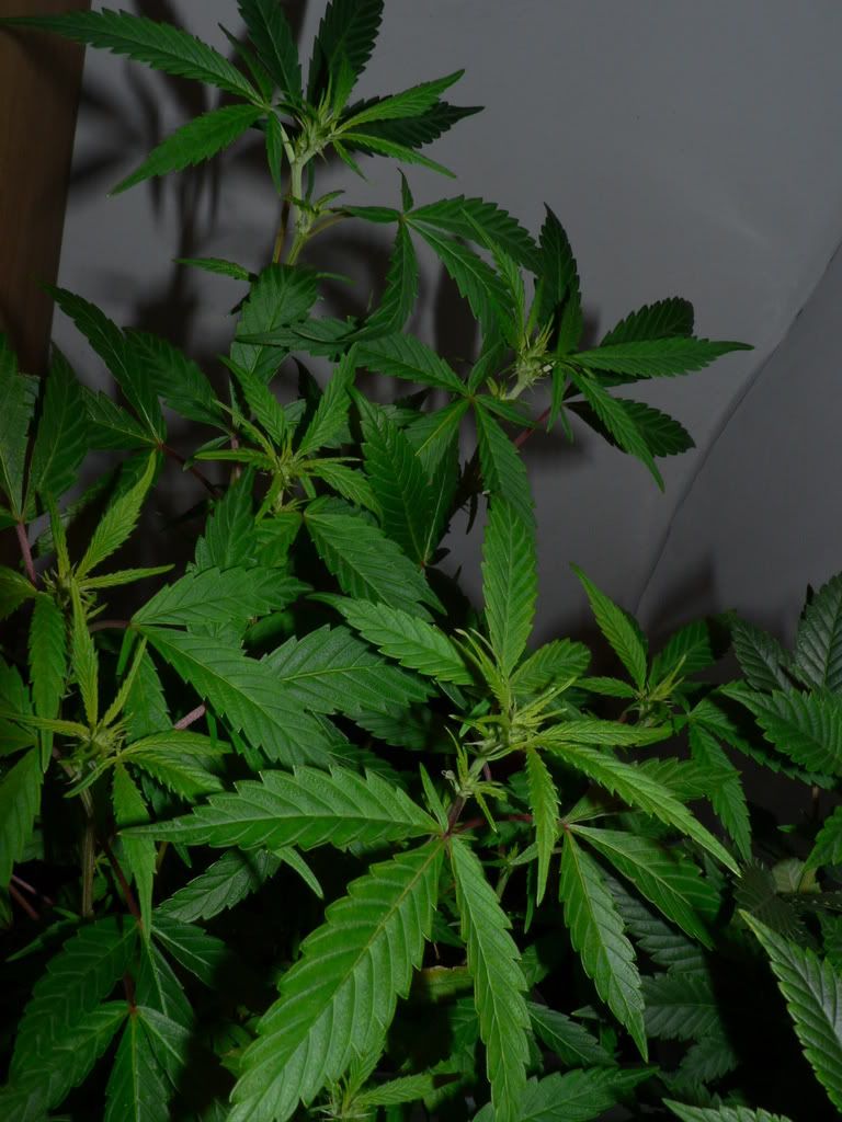 7835c801.jpg