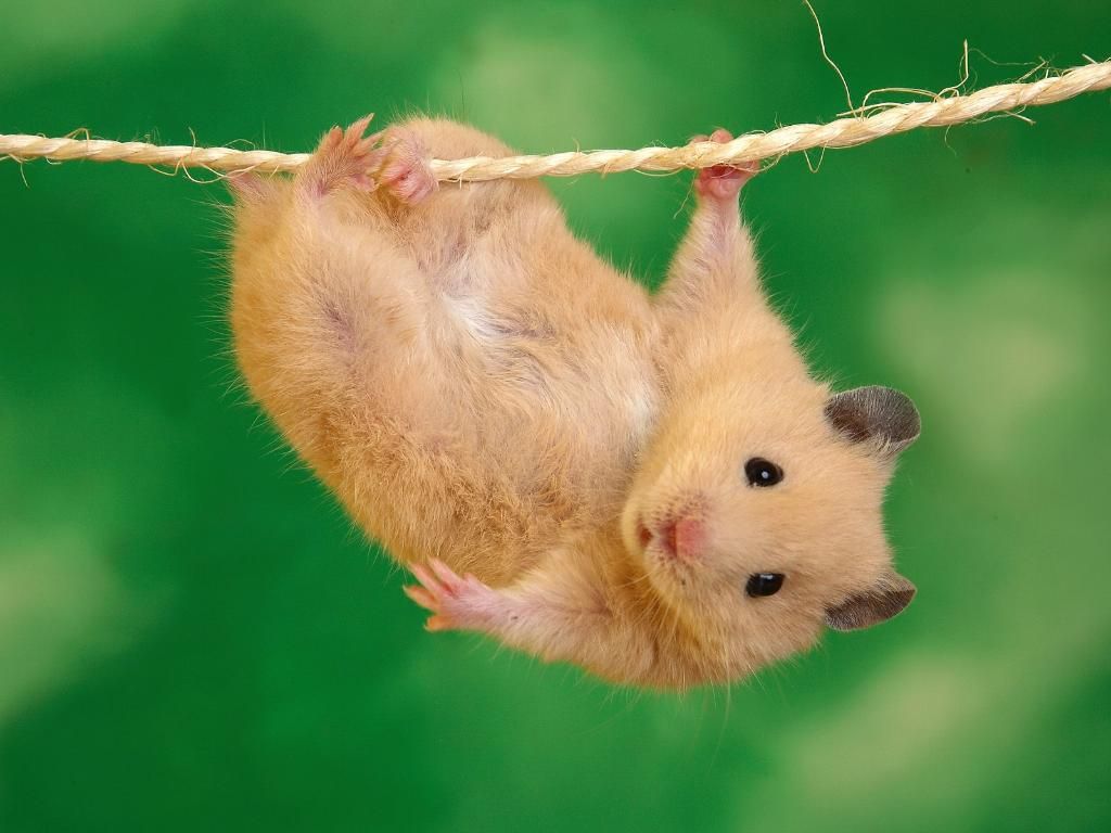 hang.jpg Hang In There image by eyeTwister