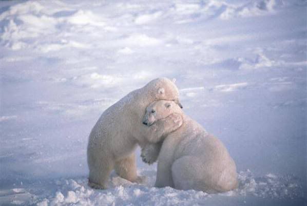 rosie's teddy bear place